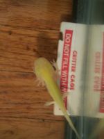 Other Amphibians for sale in Syracuse, NY 13205, USA. price: $30