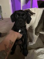 Other Puppies for sale in San Leandro, CA, USA. price: $250