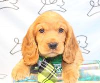 Other Puppies for sale in Los Angeles, CA, USA. price: $2,200