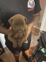 Other Puppies for sale in Pensacola, FL, USA. price: $100