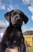 Other Puppies for sale in Port St. Lucie, FL 34953, USA. price: $550