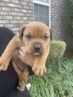 Other Puppies for sale in Murfreesboro, TN, USA. price: $500