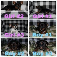Other Puppies for sale in Sacramento, CA, USA. price: $500