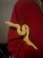 Other Reptiles for sale in Muncie, IN, USA. price: $850