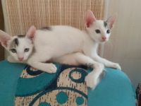 Other Cats for sale in Tirumala, Tirupati, Andhra Pradesh, India. price: NA