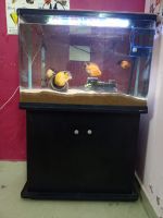 Other Fishes for sale in Chennai, Tamil Nadu, India. price: 1,200 INR