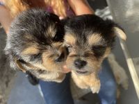 Cutest puppies