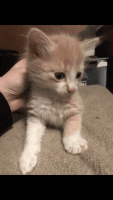 Other Cats for sale in 5140 Chessie Cir, Haltom City, TX 76137, USA. price: NA