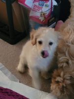 Other Puppies for sale in Elk River, MN 55330, USA. price: $45,000
