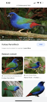 Other Birds Photos