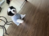 Other Puppies for sale in Surprise, AZ, USA. price: $950