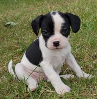 Other Puppies for sale in Council Bluffs, IA, USA. price: $600