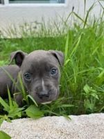 Other Puppies for sale in Los Angeles, CA, USA. price: $400