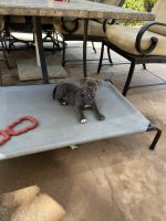 Other Puppies for sale in Los Alamitos, CA, USA. price: $300