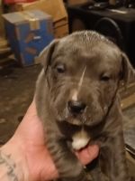 Other Puppies for sale in Columbus, OH, USA. price: $400