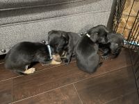 Other Puppies for sale in Richmond, Texas. price: NA