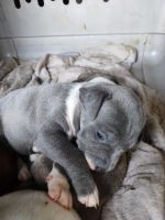 Other Puppies for sale in Rosenberg, TX, USA. price: $100