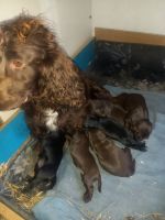 Other Puppies for sale in Worcestershire, Midlands. price: 750 GBP