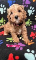 Other Puppies for sale in Gold Coast, Queensland. price: $2,500
