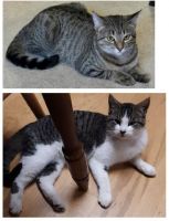 Other Cats for sale in Grantsburg, Wisconsin. price: NA