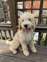 Other Puppies for sale in Ephrata, PA 17522, USA. price: $800