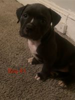 Other Puppies for sale in Baltimore, Maryland. price: NA