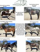 Other Horses for sale in Bath, North Carolina. price: $5,000