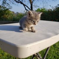 Other Cats for sale in Walnut, CA, USA. price: $150