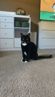 Other Cats for sale in Oakley, California. price: $3,000