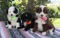 Other Puppies for sale in Wenatchee, Washington. price: $700