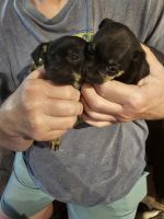 Other Puppies for sale in Cynthiana, Kentucky. price: NA