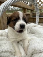 Other Puppies for sale in Ephrata, PA 17522, USA. price: $1,200