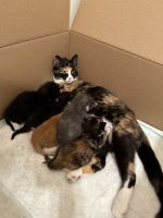Other Cats for sale in Vancouver, Washington. price: $50