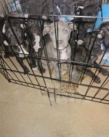 Other Puppies for sale in St. Louis, Missouri. price: $500