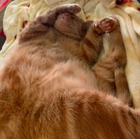 Free cat. Needs good home