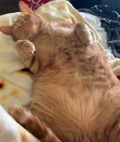 Free cat. Needs good home