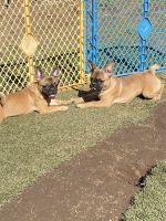 Other Puppies for sale in El Cajon, CA, USA. price: NA