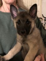 Other Puppies for sale in Redding, CA, USA. price: $1,000
