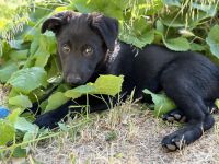 Other Puppies for sale in Reno, NV, USA. price: $200