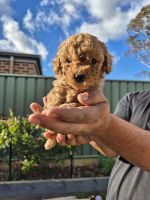 Other Puppies for sale in Huntly VIC 3551, Australia. price: $2,500