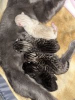 Other Cats for sale in Auburn, MA 01501, USA. price: $850