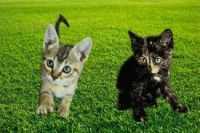 Other Cats for sale in Apple Valley, CA, USA. price: NA