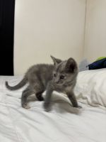 Other Cats for sale in Grand Rapids, MI 49548, USA. price: $20