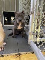 American bully puppies