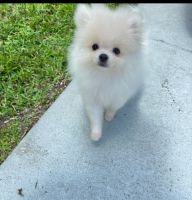 Pomeranian puppy