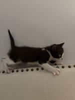 Other Cats for sale in Shelby, NC, USA. price: NA