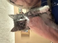 Nine week old kitten