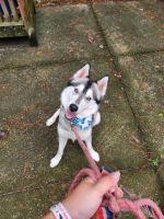 Other Puppies for sale in Jacksonville, FL, USA. price: $150