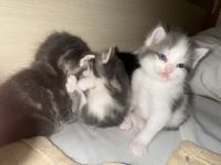 Adorable Kittens For Sale