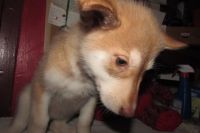 Other Puppies for sale in 2819 Sweeneysburg Rd, Beckley, WV 25801, USA. price: $1,000